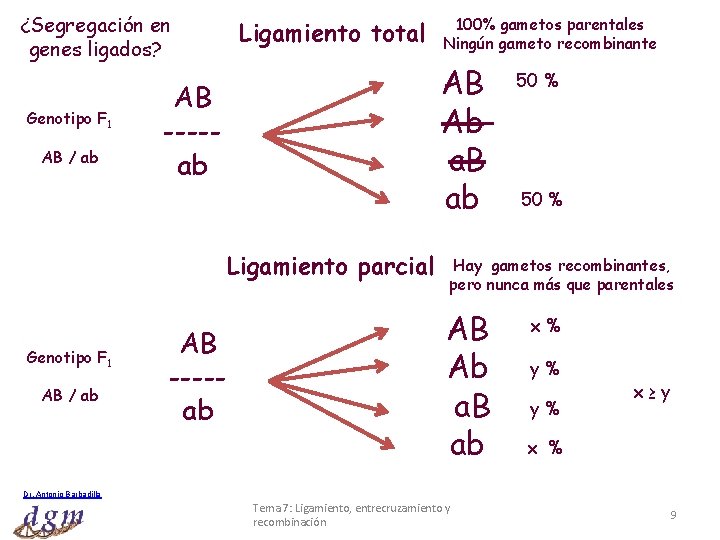 ¿Segregación en genes ligados? Genotipo F 1 AB / ab Ligamiento total AB Ab