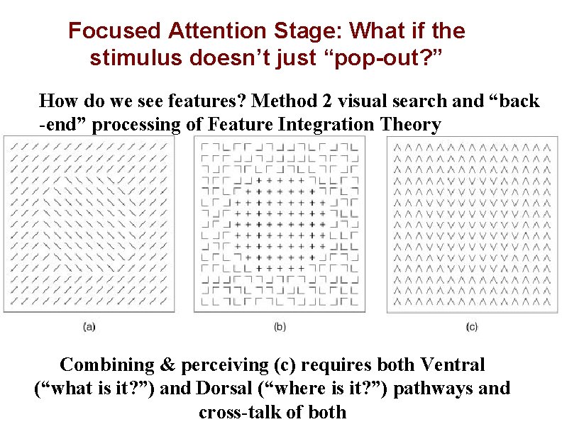Focused Attention Stage: What if the stimulus doesn’t just “pop-out? ” How do we
