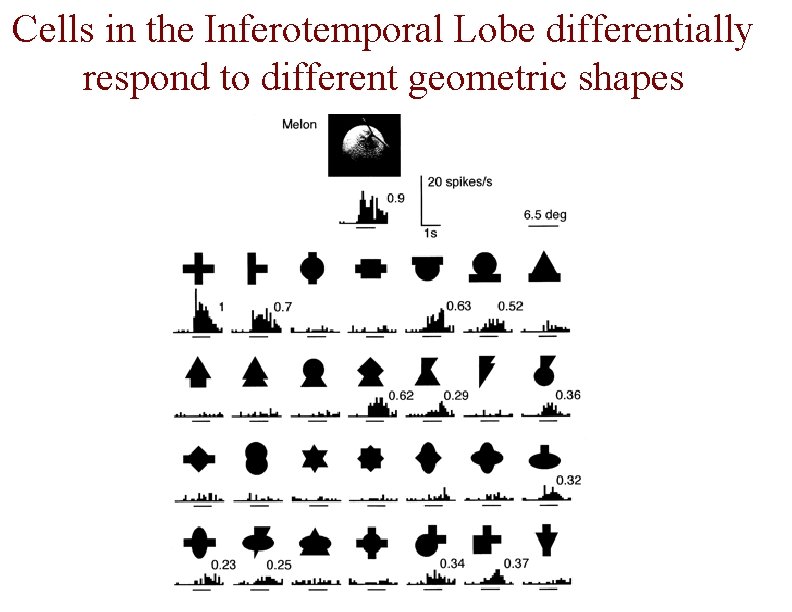 Cells in the Inferotemporal Lobe differentially respond to different geometric shapes 