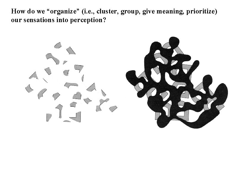 How do we “organize” (i. e. , cluster, group, give meaning, prioritize) our sensations