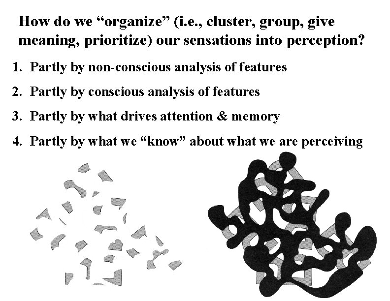 How do we “organize” (i. e. , cluster, group, give meaning, prioritize) our sensations
