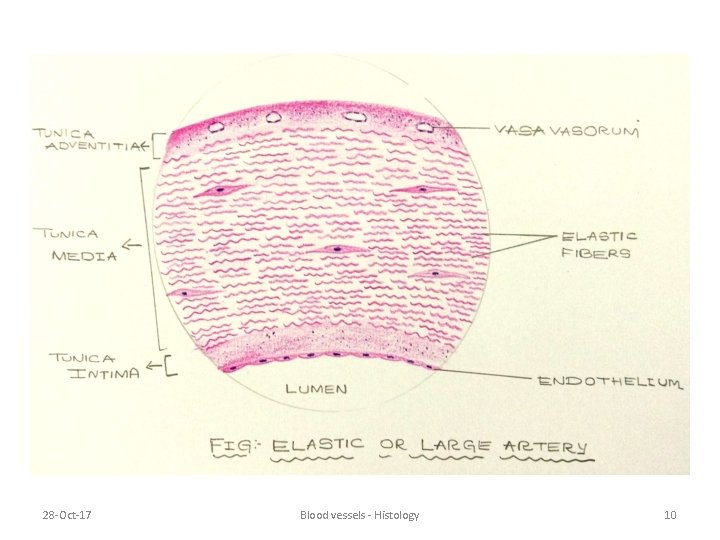 28 -Oct-17 Blood vessels - Histology 10 