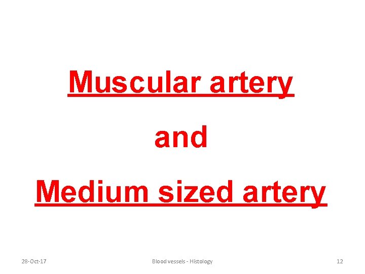 Muscular artery and Medium sized artery 28 -Oct-17 Blood vessels - Histology 12 