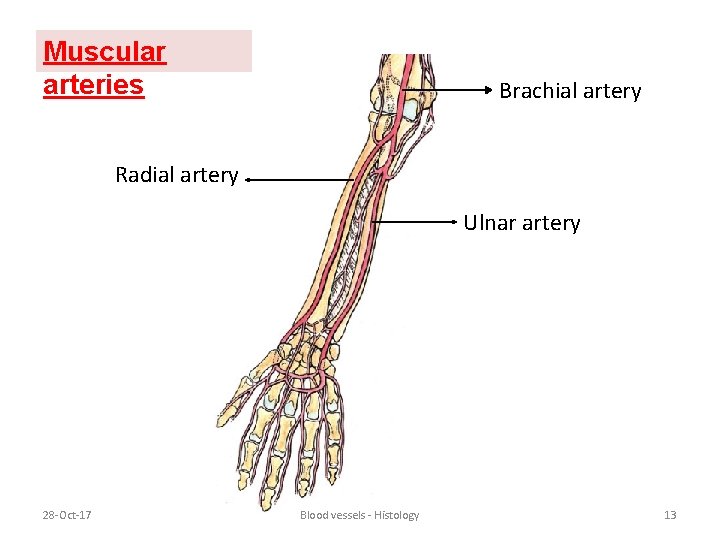 Muscular arteries Brachial artery Radial artery Ulnar artery 28 -Oct-17 Blood vessels - Histology