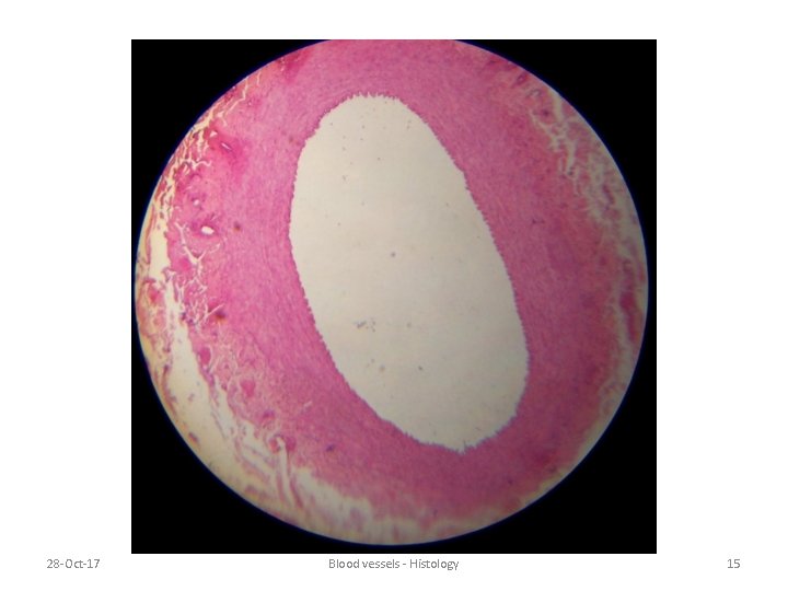 28 -Oct-17 Blood vessels - Histology 15 