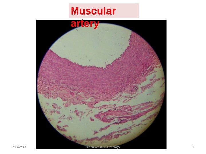 Muscular artery 28 -Oct-17 Blood vessels - Histology 16 