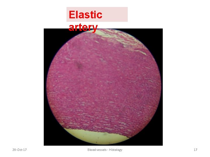 Elastic artery 28 -Oct-17 Blood vessels - Histology 17 