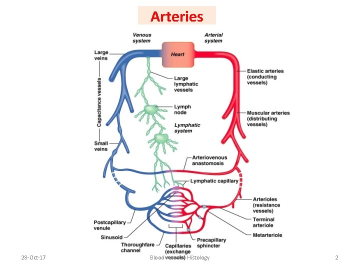 Arteries 28 -Oct-17 Blood vessels - Histology 2 