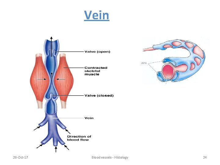 Vein 28 -Oct-17 Blood vessels - Histology 24 