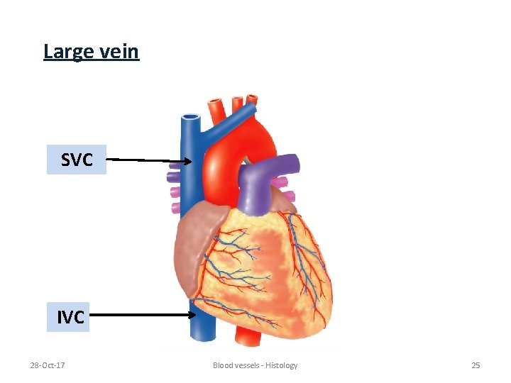 Large vein SVC IVC 28 -Oct-17 Blood vessels - Histology 25 