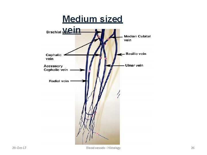 Medium sized vein 28 -Oct-17 Blood vessels - Histology 26 