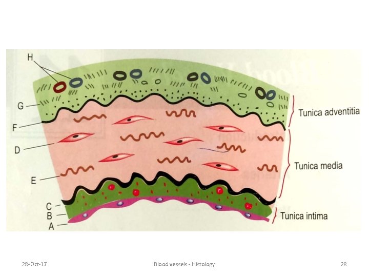 28 -Oct-17 Blood vessels - Histology 28 