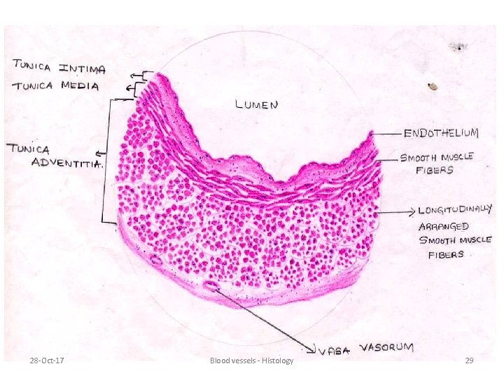 28 -Oct-17 Blood vessels - Histology 29 