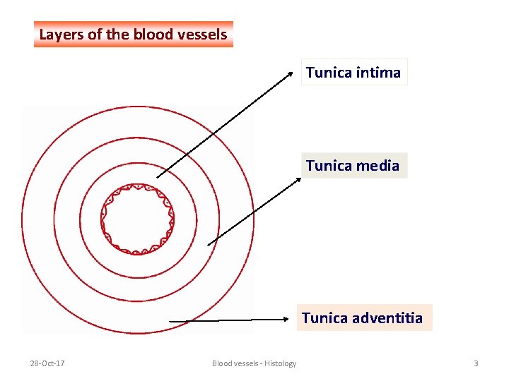 Layers of the blood vessels Tunica intima Tunica media Tunica adventitia 28 -Oct-17 Blood