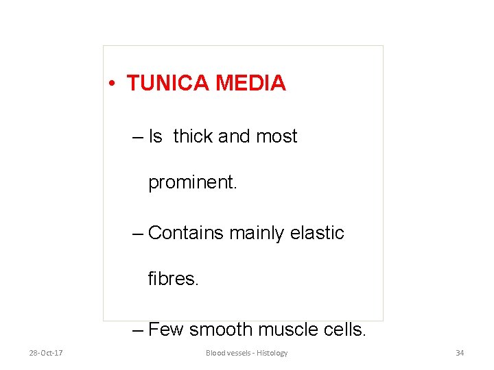  • TUNICA MEDIA – Is thick and most prominent. – Contains mainly elastic