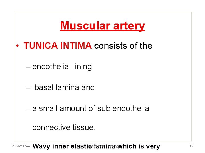 Muscular artery • TUNICA INTIMA consists of the – endothelial lining – basal lamina