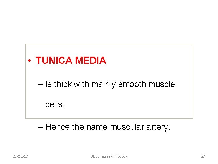  • TUNICA MEDIA – Is thick with mainly smooth muscle cells. – Hence