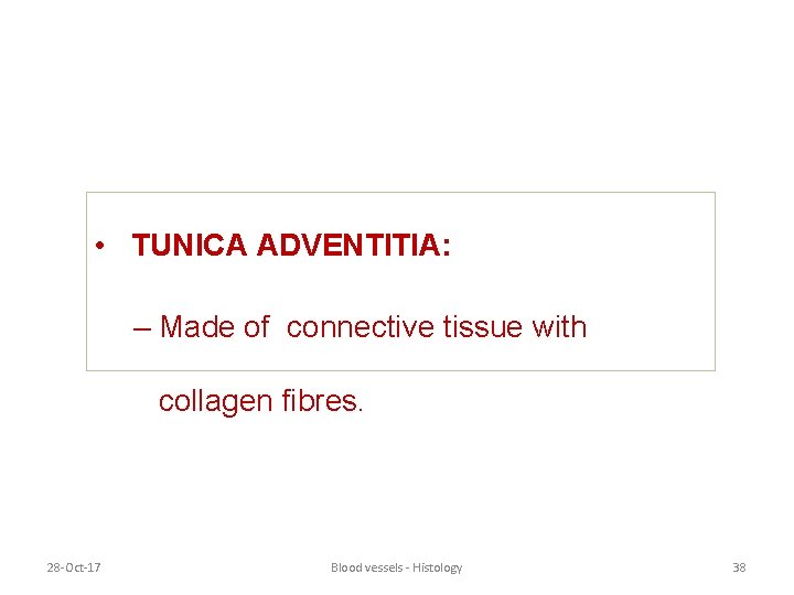  • TUNICA ADVENTITIA: – Made of connective tissue with collagen fibres. 28 -Oct-17