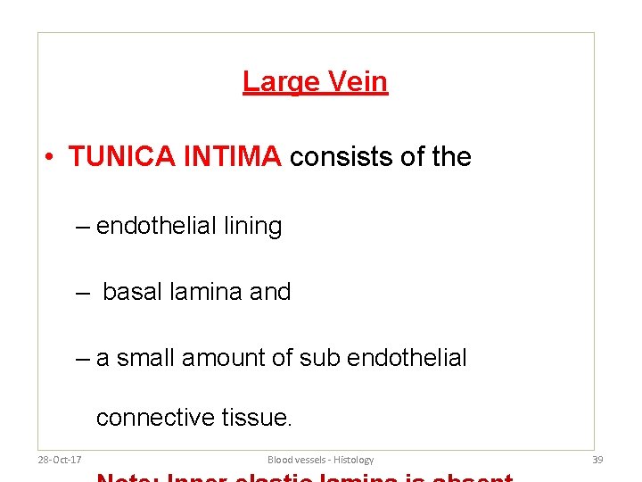 Large Vein • TUNICA INTIMA consists of the – endothelial lining – basal lamina