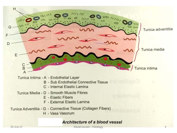 28 -Oct-17 Blood vessels - Histology 4 