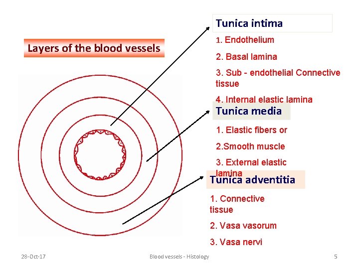 Tunica intima Layers of the blood vessels 1. Endothelium 2. Basal lamina 3. Sub