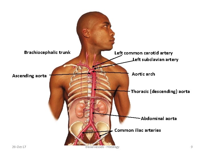 Brachiocephalic trunk Left common carotid artery Left subclavian artery Aortic arch Ascending aorta Thoracic