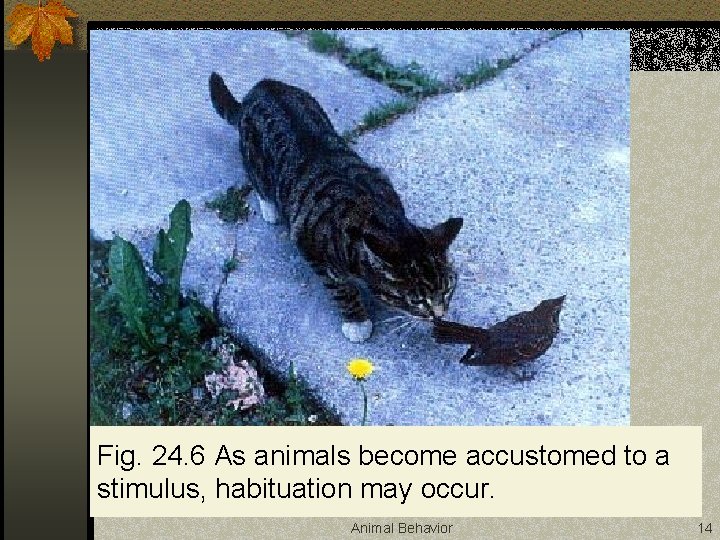 Fig. 24. 6 As animals become accustomed to a stimulus, habituation may occur. Animal