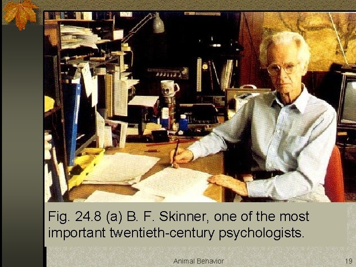 Fig. 24. 8 (a) B. F. Skinner, one of the most important twentieth-century psychologists.