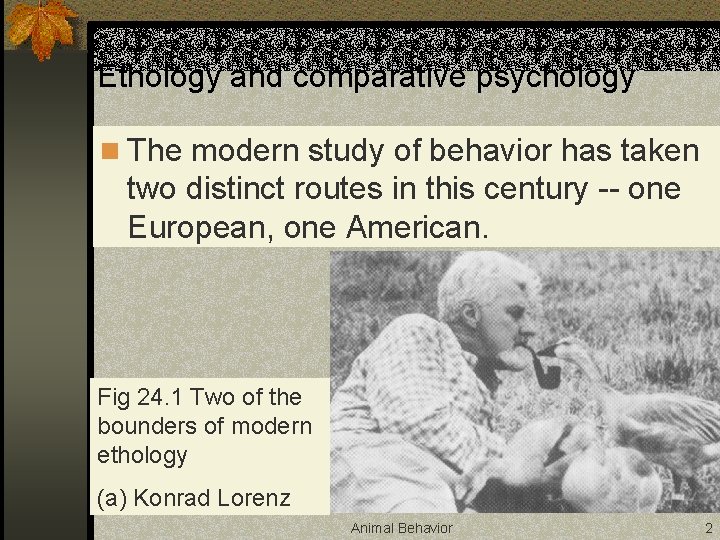 Ethology and comparative psychology n The modern study of behavior has taken two distinct