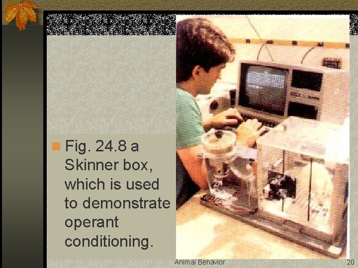 n Fig. 24. 8 a Skinner box, which is used to demonstrate operant conditioning.