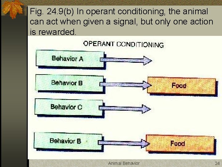 Fig. 24. 9(b) In operant conditioning, the animal can act when given a signal,