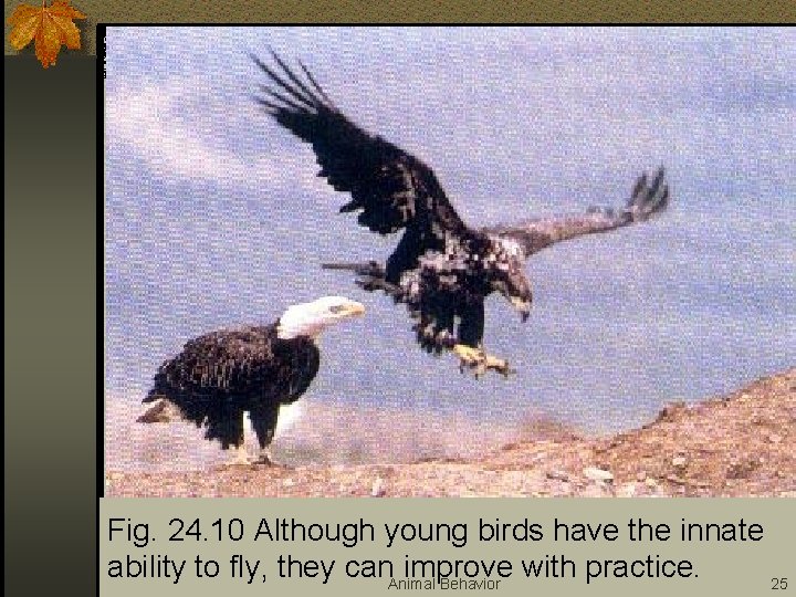 Fig. 24. 10 Although young birds have the innate ability to fly, they can.