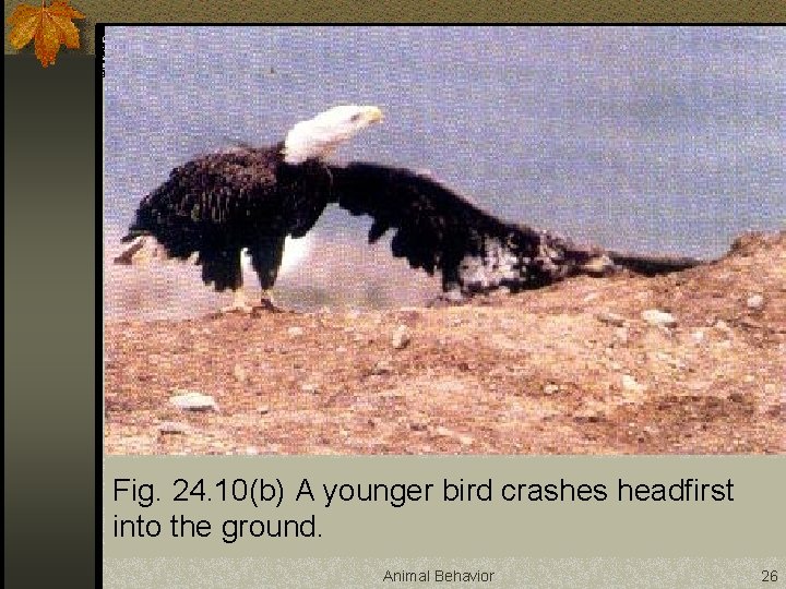 Fig. 24. 10(b) A younger bird crashes headfirst into the ground. Animal Behavior 26