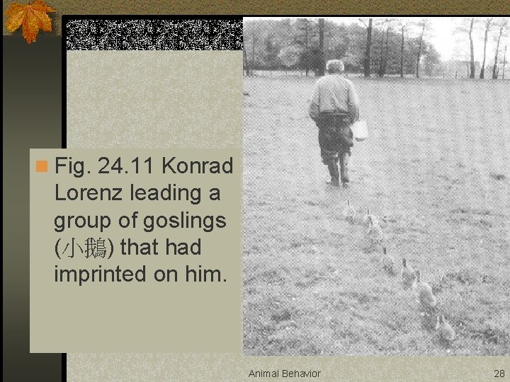 n Fig. 24. 11 Konrad Lorenz leading a group of goslings (小鵝) that had