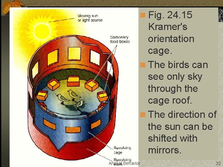 n Fig. 24. 15 Kramer's orientation cage. n The birds can see only sky