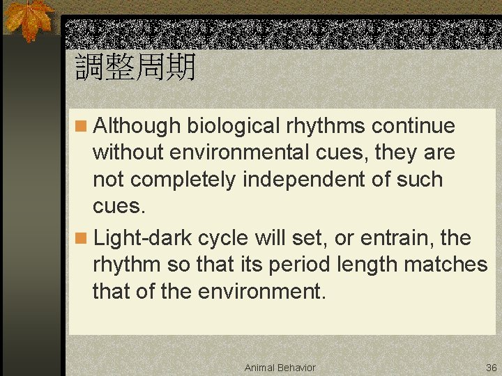 調整周期 n Although biological rhythms continue without environmental cues, they are not completely independent