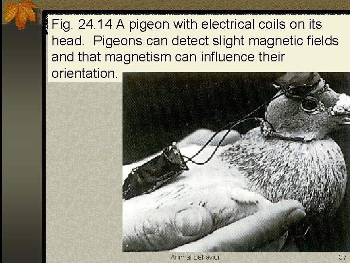 Fig. 24. 14 A pigeon with electrical coils on its head. Pigeons can detect