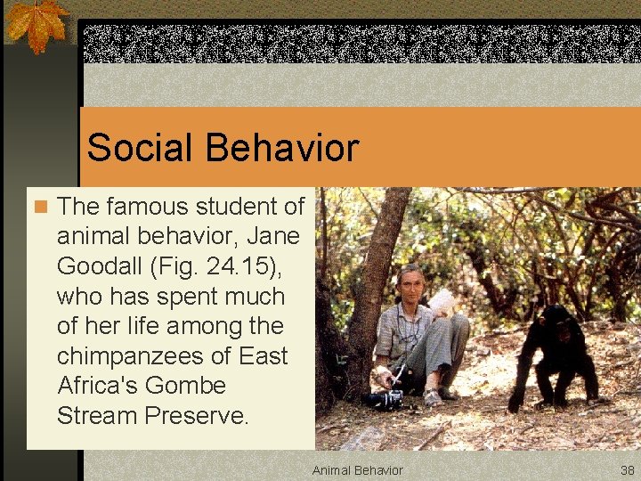 Social Behavior n The famous student of animal behavior, Jane Goodall (Fig. 24. 15),