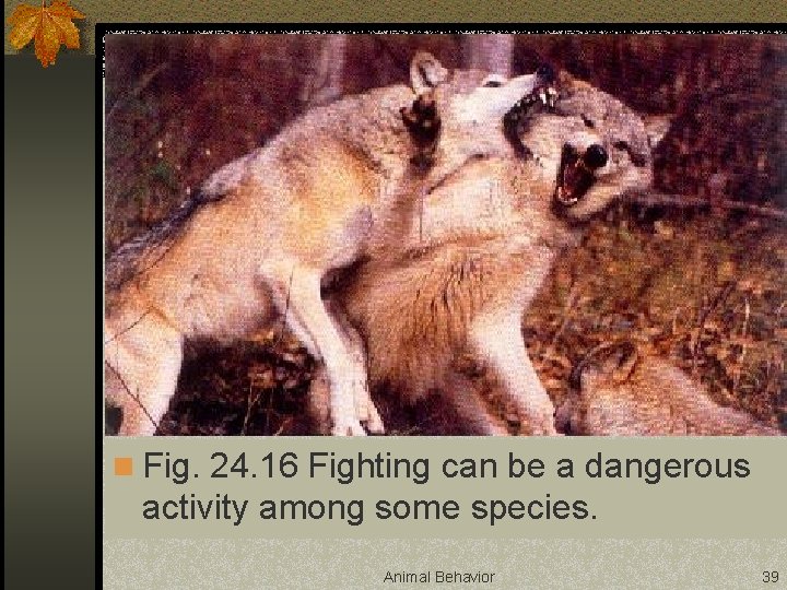 n Fig. 24. 16 Fighting can be a dangerous activity among some species. Animal