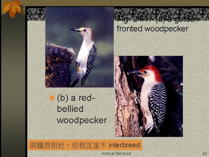 Fig. 24. 17 (a) a goldenfronted woodpecker n (b) a red- bellied woodpecker 兩種很相近，但相互並不