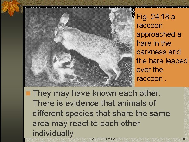 Fig. 24. 18 a raccoon approached a hare in the darkness and the hare