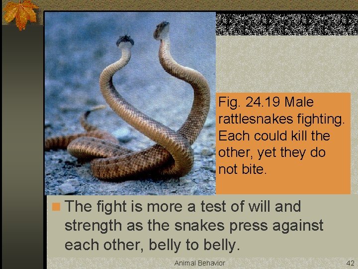 Fig. 24. 19 Male rattlesnakes fighting. Each could kill the other, yet they do