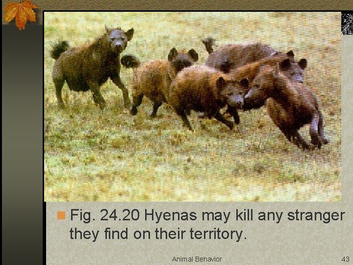 n Fig. 24. 20 Hyenas may kill any stranger they find on their territory.