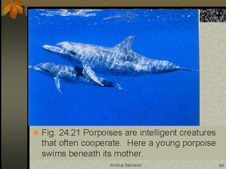 n Fig. 24. 21 Porpoises are intelligent creatures that often cooperate. Here a young