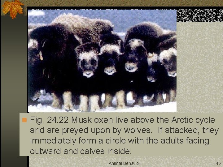 n Fig. 24. 22 Musk oxen live above the Arctic cycle and are preyed