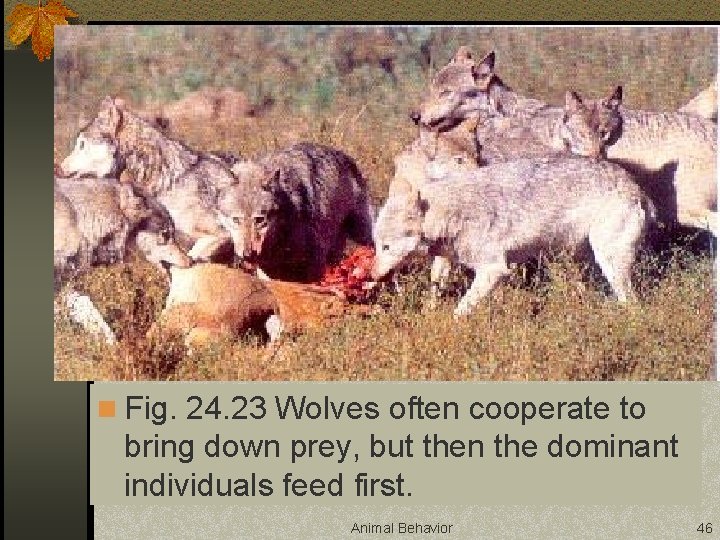 n Fig. 24. 23 Wolves often cooperate to bring down prey, but then the