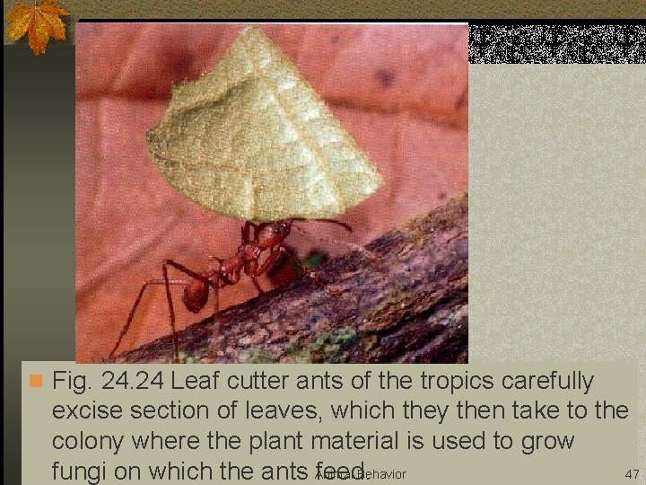 n Fig. 24 Leaf cutter ants of the tropics carefully excise section of leaves,