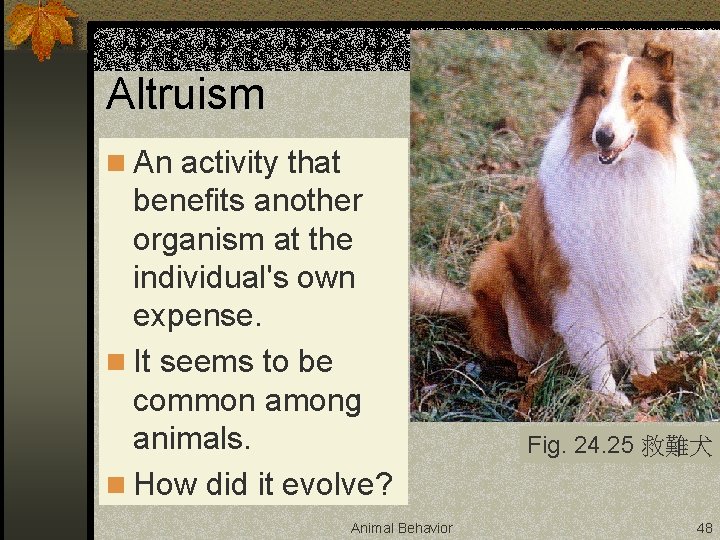 Altruism n An activity that benefits another organism at the individual's own expense. n