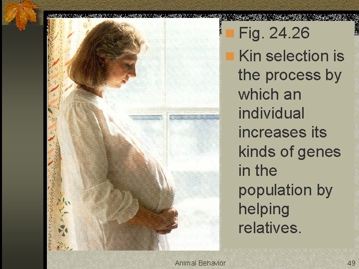 n Fig. 24. 26 n Kin selection is the process by which an individual