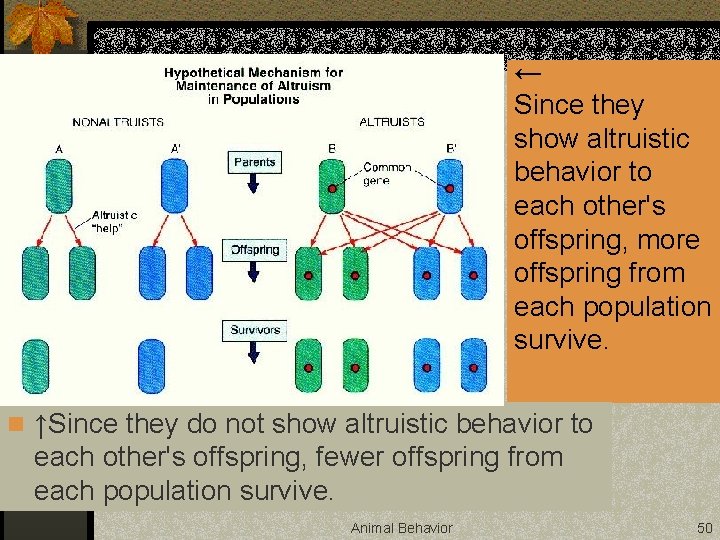 ← Since they show altruistic behavior to each other's offspring, more offspring from each